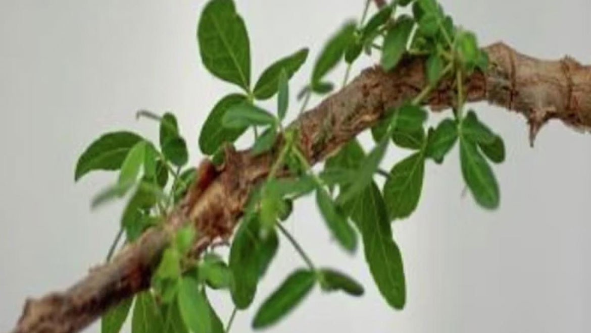 İncil'de adı geçen "kayıp ağaç" 1000 yıllık tohumdan yetiştirildi