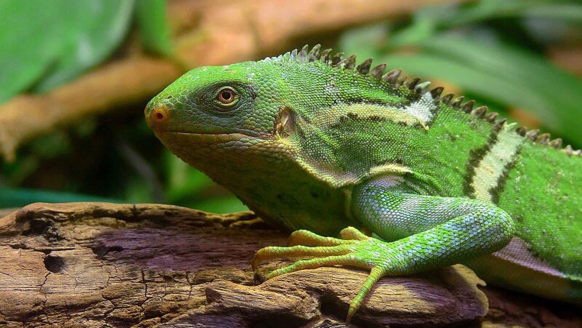 İguanalar okyanus ötesi yolculuk yapmış