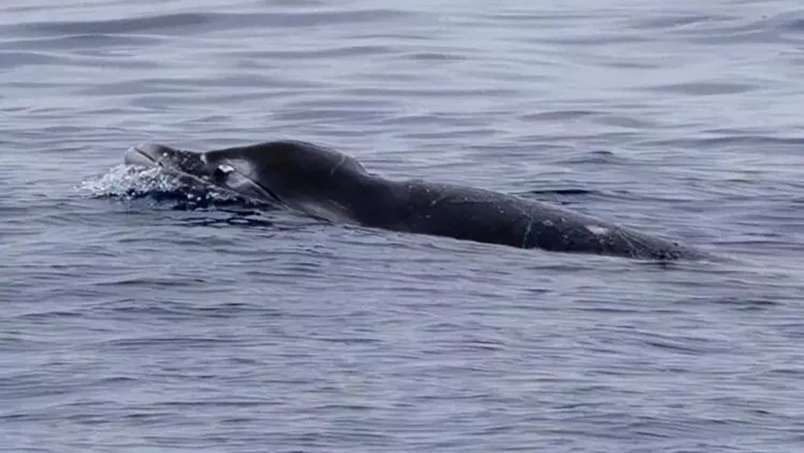 Dünyanın 'en gizemli' balinası ilk kez canlı görüntülendi