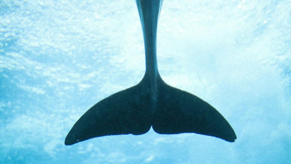 Ender görülen köpekbalığı ilk kez kameralara yakalandı