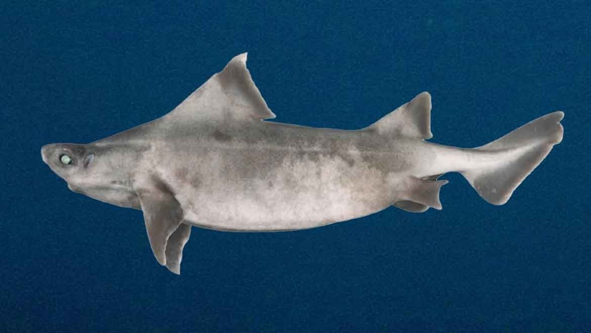 Derin denizdeki "hayalet", Balkanlar'da yakalandı