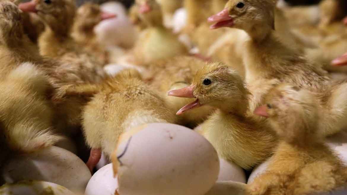 Kuş gribi ABD'de yayılıyor: Yeni tür H5N9 ilk kez görüldü