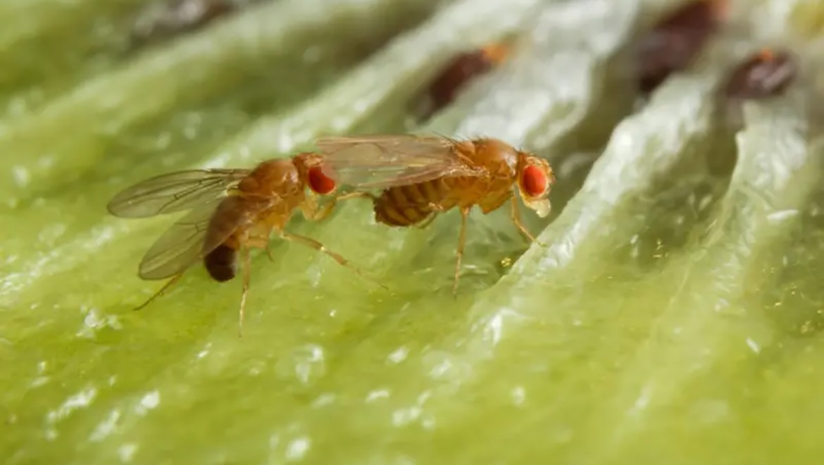 Dişi meyve sinekleri 'alkollü erkek seviyor'