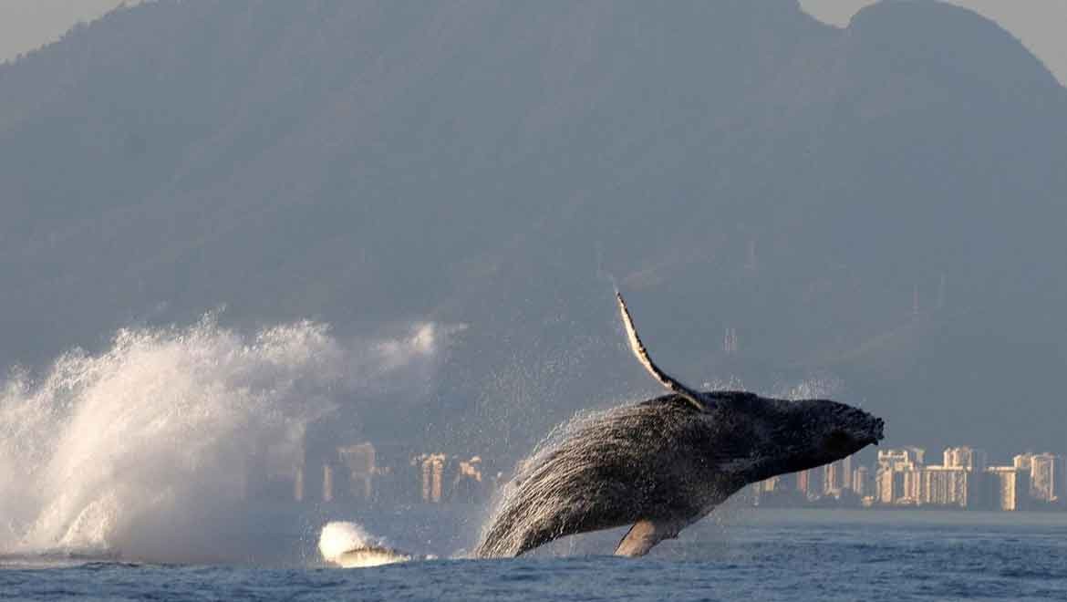 Çiftleşmek için üç okyanus aşan balina rekor kırdı