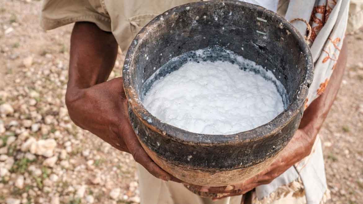 Bilim insanları deve sütünün faydalarını açıkladı