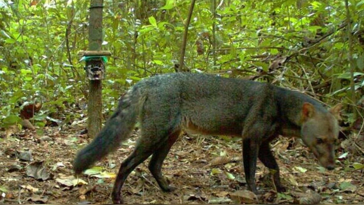 Amazon'da "hayalet köpeğin" görülmemiş fotoğrafları