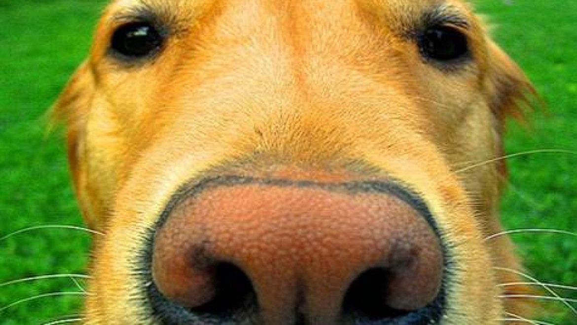 Kokuyla kanser teşhisi