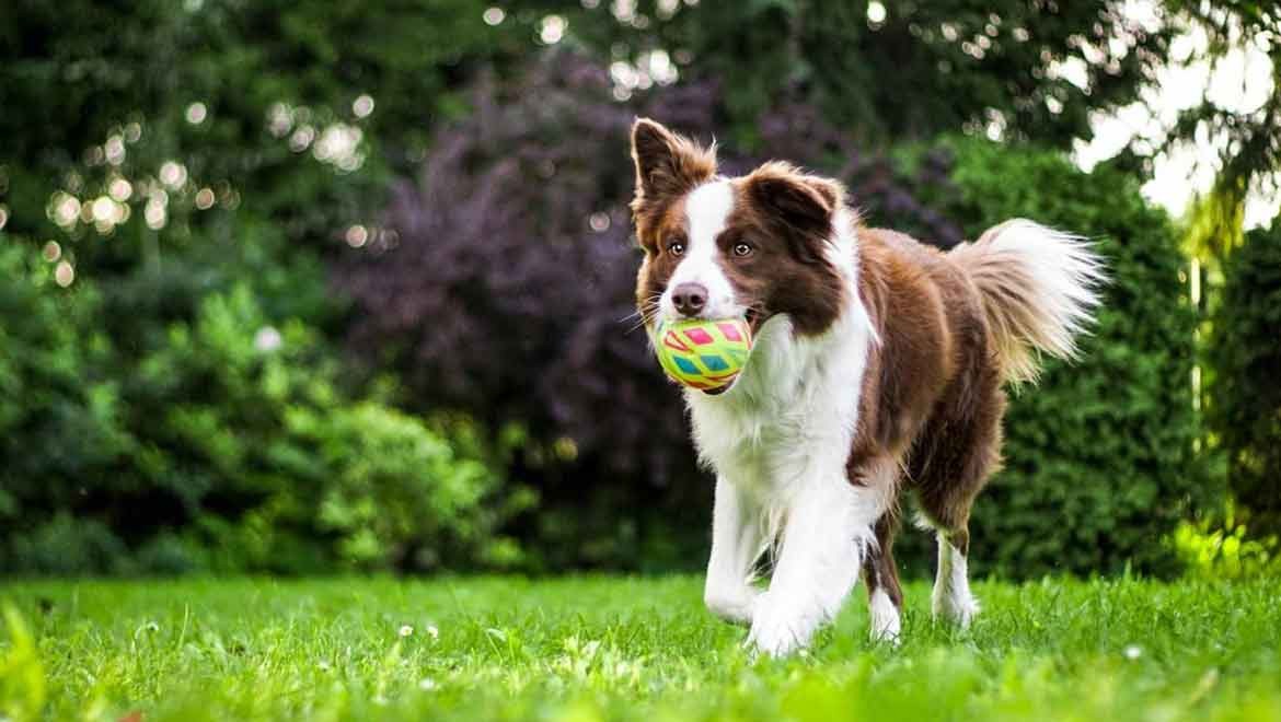 Bilim insanları köpeklerin en sevdiği rengi açıkladı