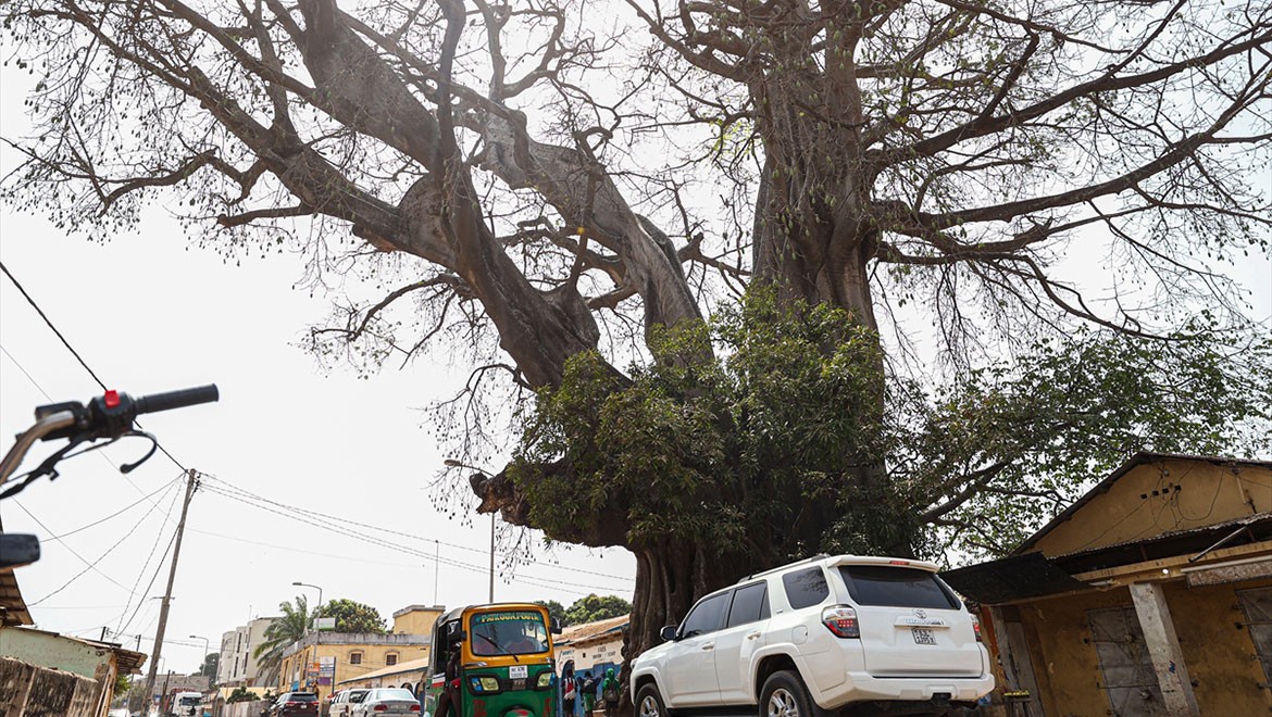 Devasa "kutsal" kapok ağacı asırlara meydan okuyor