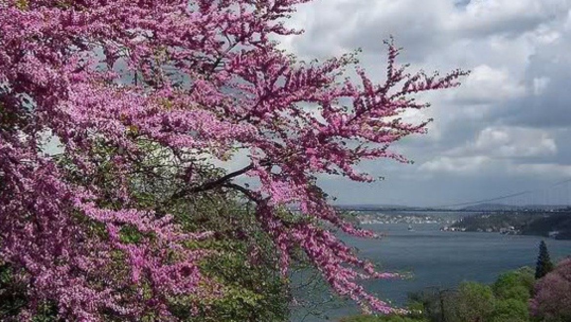 Boğaz'da erguvan mevsimi