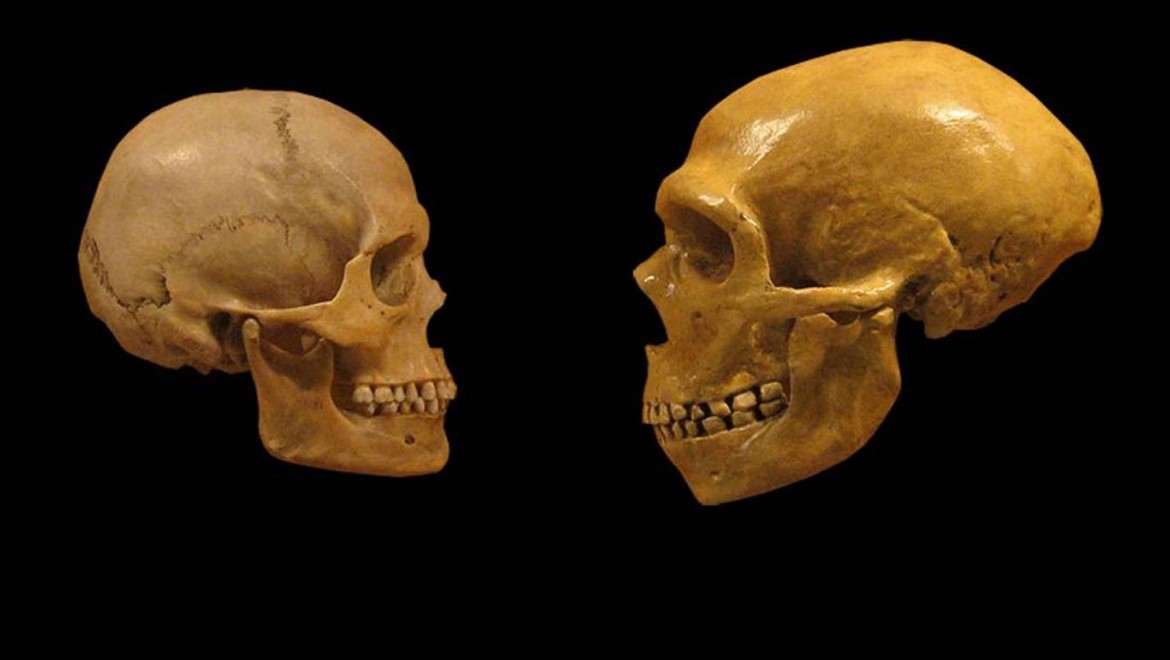 Neandertallerin çöküşüne beyinlerinin yol açmadığı bulundu