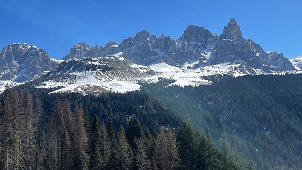 Ağaçların birbirleriyle konuştuğu kanıtlandı