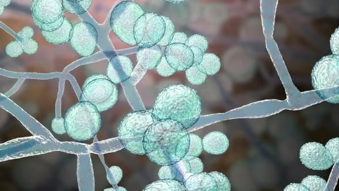 Katil mantar, dünya genelinde yayılıyor