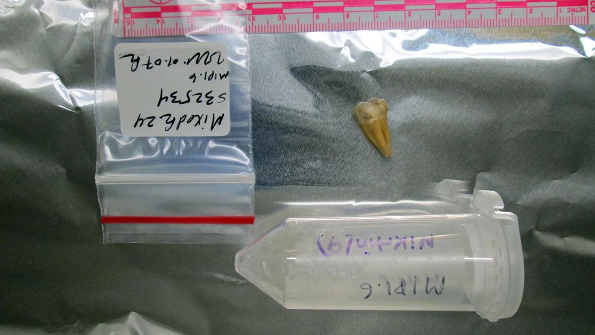 Dünya nüfusunun yarısının kökenleri ortaya çıktı