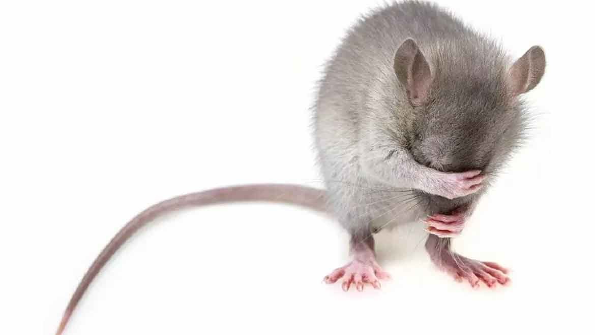 Transseksüel fareler için 10 milyon dolar harcanmış