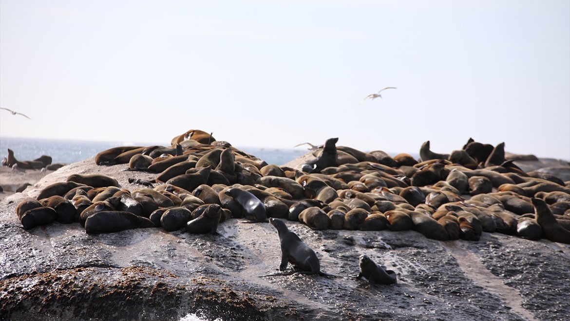 Afrika'daki kuduz salgını, deniz memelileri açısından bir ilk