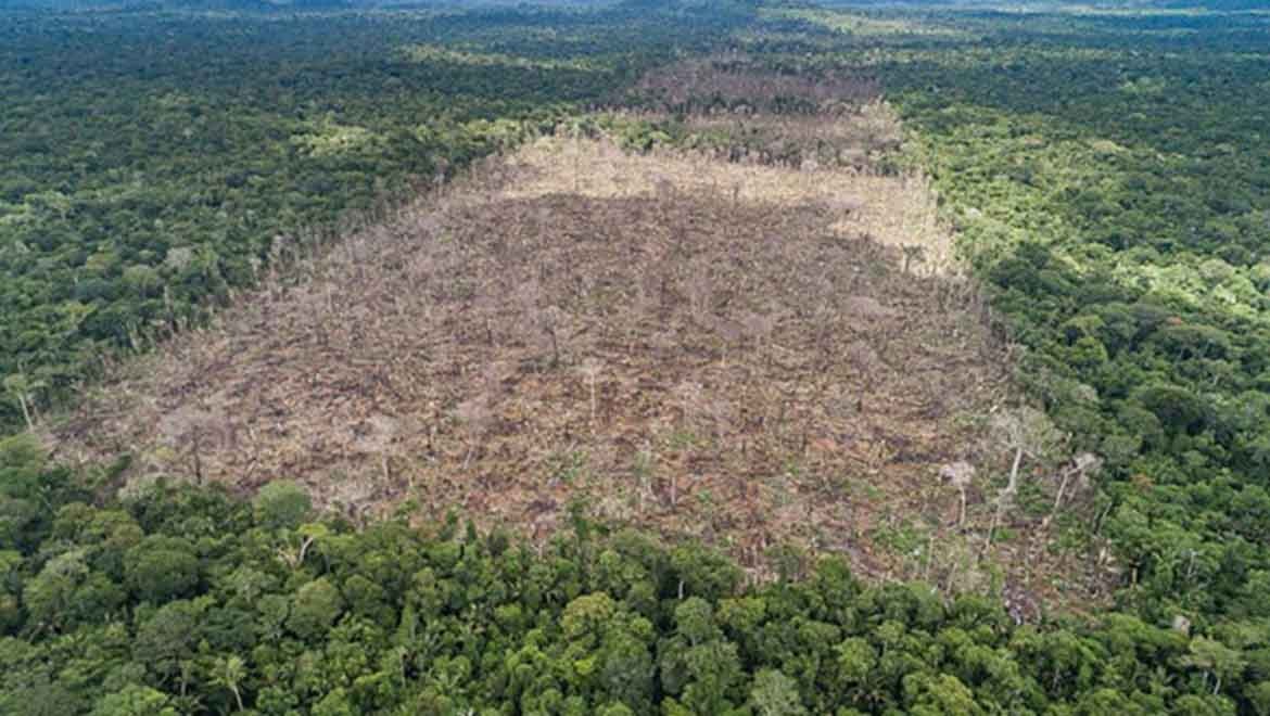 Amazonlardaki ormansızlaşma yüzde 31 azaldı