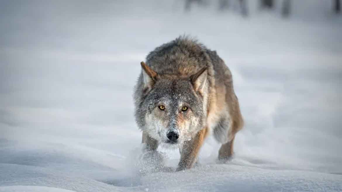 Avrupa'da kurtların 'dokunulmazlığı' sona eriyor