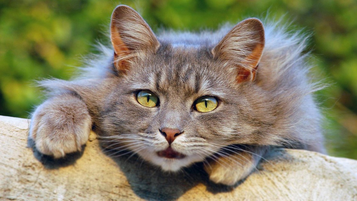 Kediler de yas tutuyormuş!..