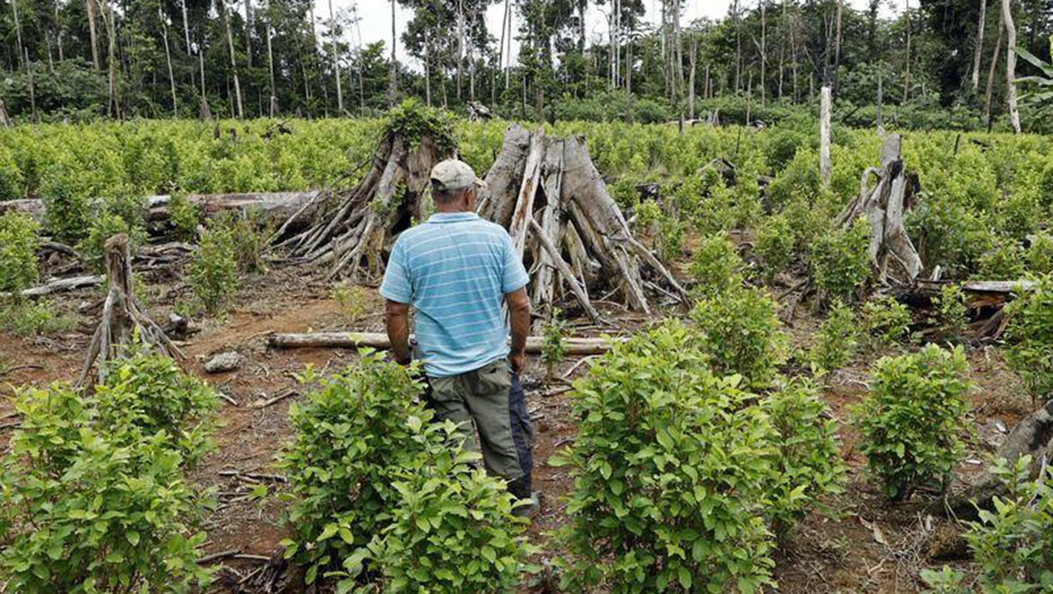 Kolombiya'da kokain üretimi zirveye ulaştı